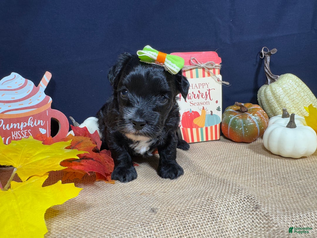 Yorkiepoo dogs for sale: Yorkiepoo Puppy 2 - Ad 3