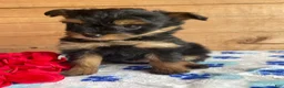 Pomapoo dogs for sale: Snuggles - Ad 4