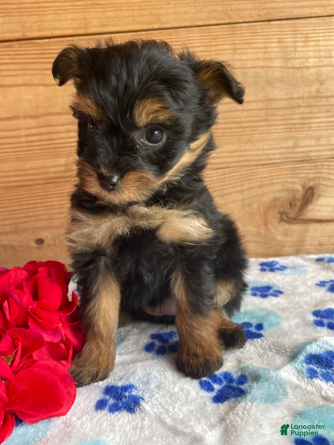Pomapoo dogs for sale: Snuggles - Ad 4