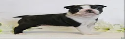 Boston Terrier dogs for sale: Rascal - Ad 8