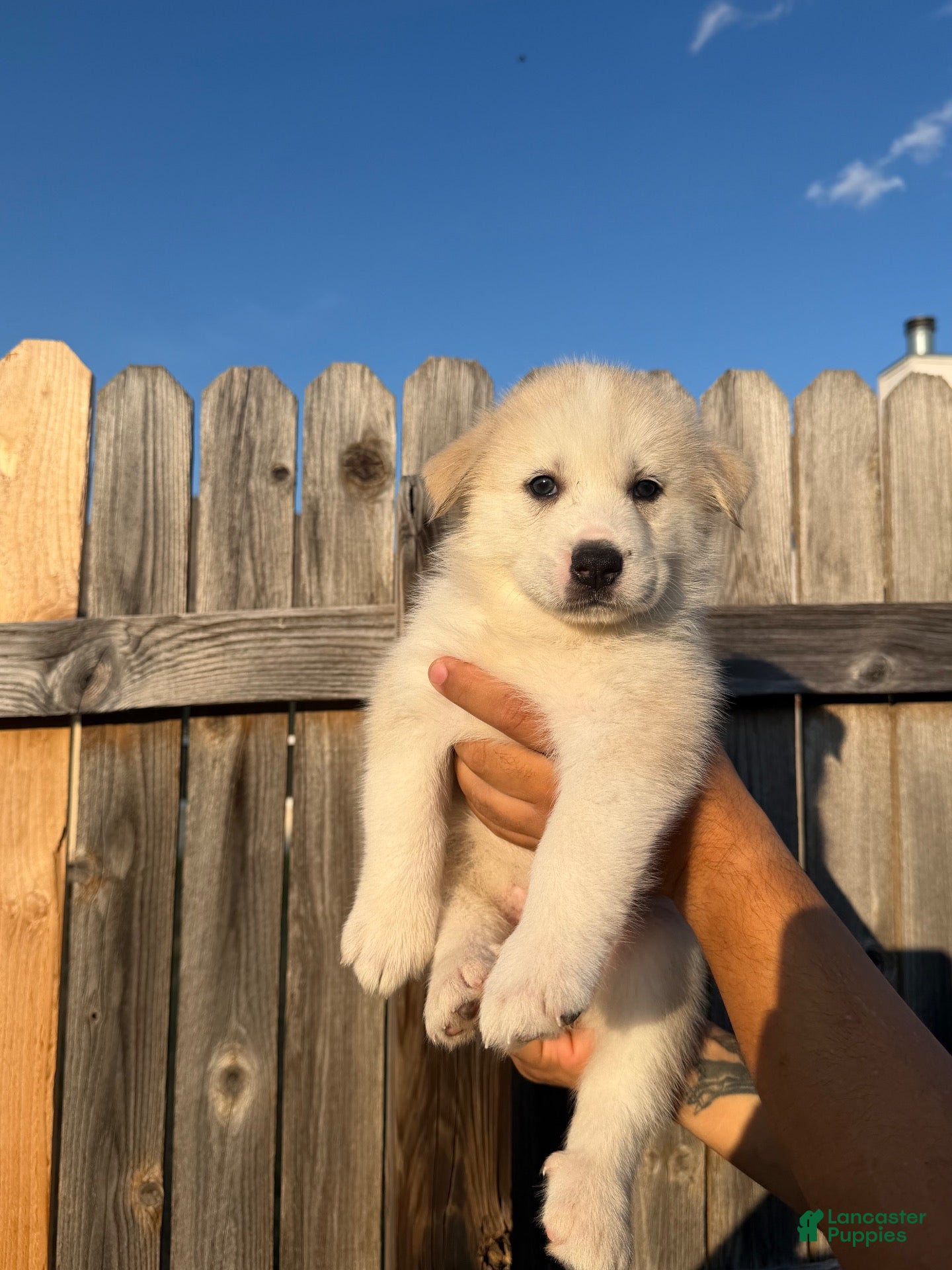 Mixed Breed dogs Mixed Breed 1 - Ad 33