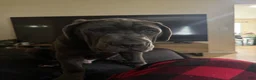 Cane Corso dogs for sale: Cane Corso 1 - Ad 4