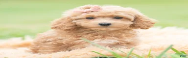 Petunia