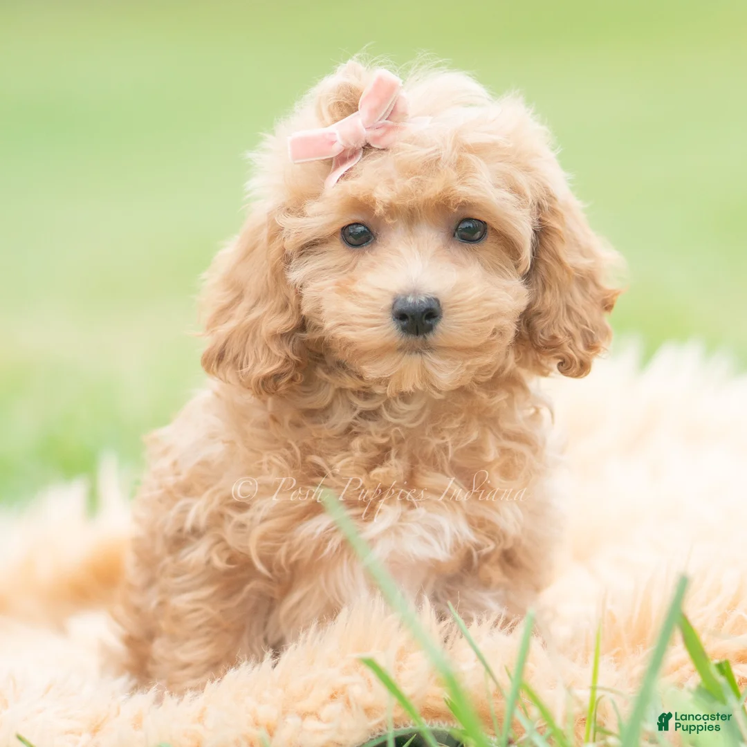 Maltipoo dogs for sale: Petunia - Ad 1