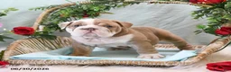 English Bulldog dogs for sale: Belle - Ad 4