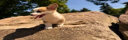 Welsh Corgi Pembroke dogs for sale: Floyd - Ad 4