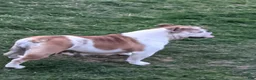 English Bulldog dogs for sale: AKC Polly  - Ad 2
