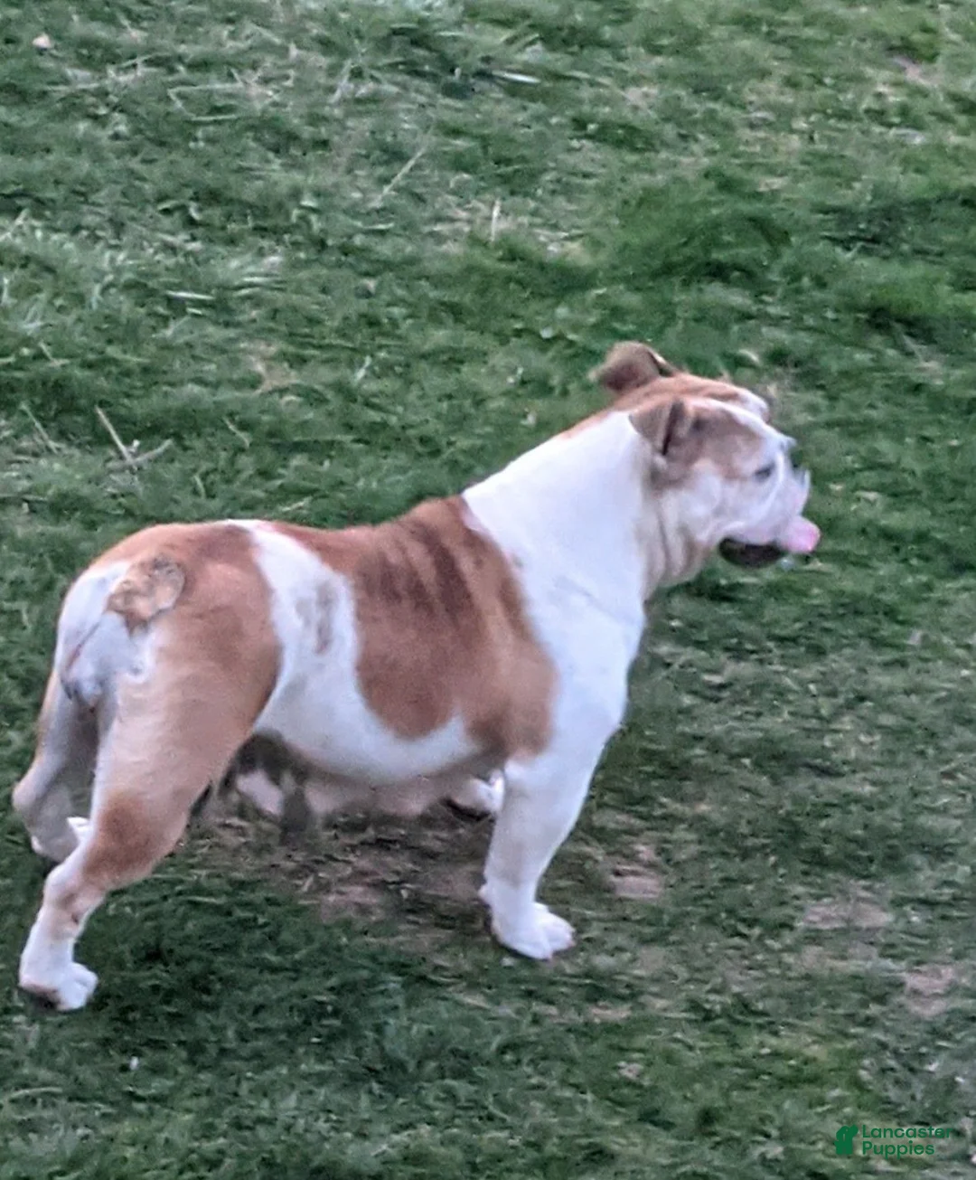 English Bulldog dogs for sale: AKC Polly  - Ad 2