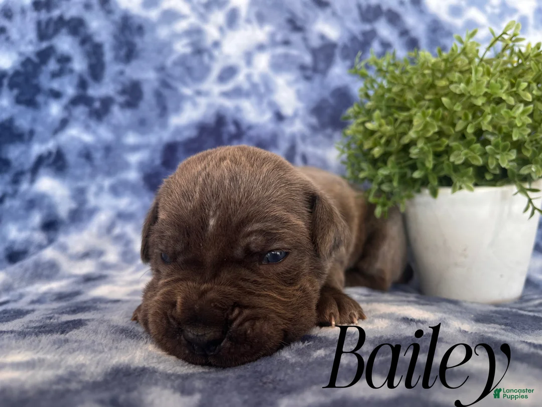 Cane Corso dogs for sale: Nikki - Ad 13