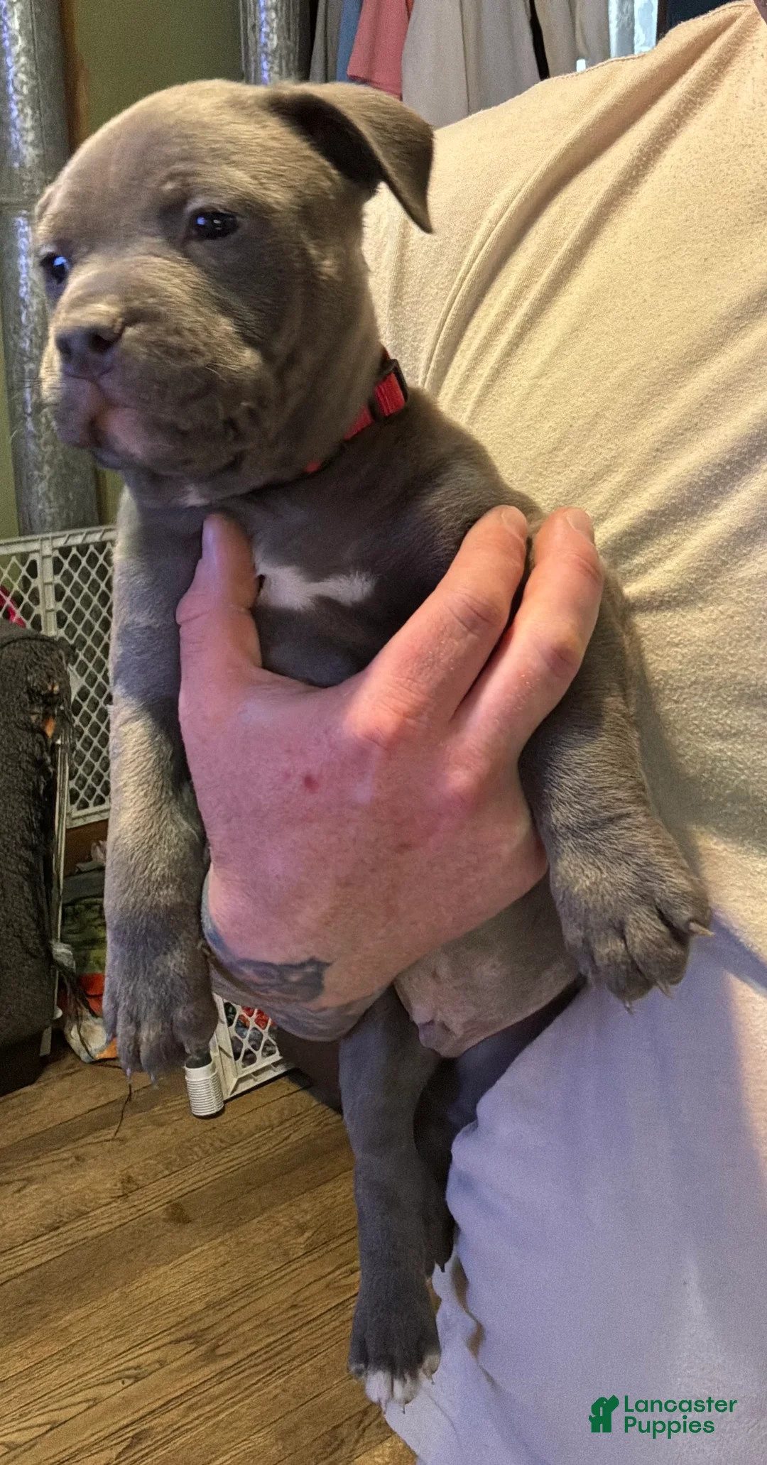 American Pit Bull Terrier dogs for sale: American Pit Bull Terrier Puppy 5 - Ad 1
