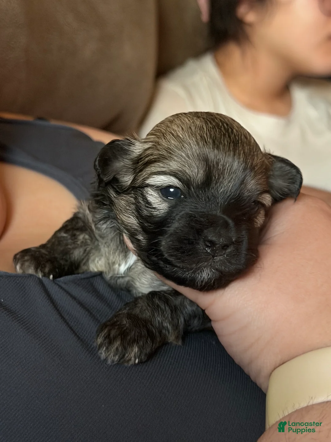 Mixed Breed dogs for sale: Oscar - Ad 3