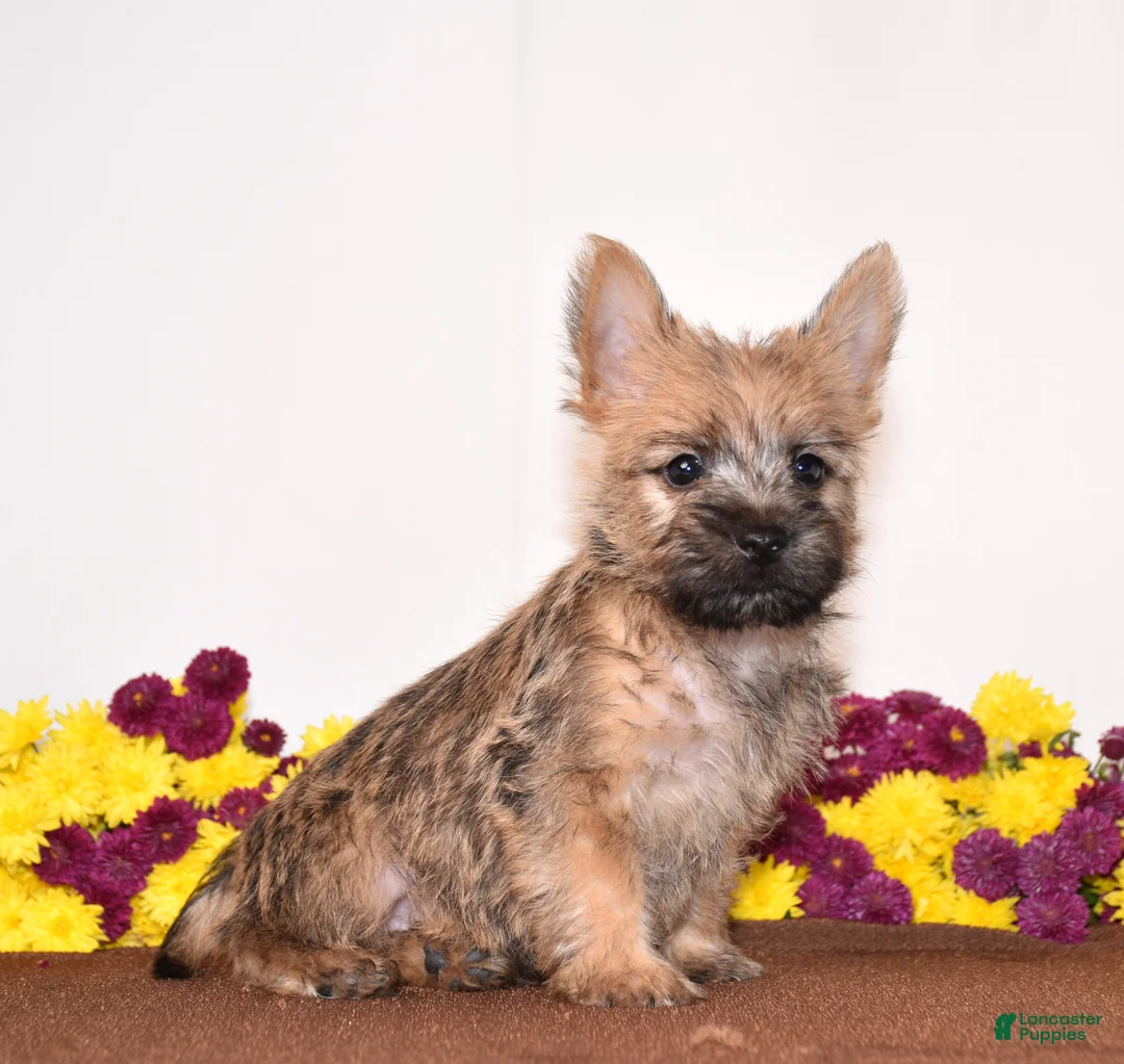 Cairn Terrier dogs for sale: Koda - Ad 1