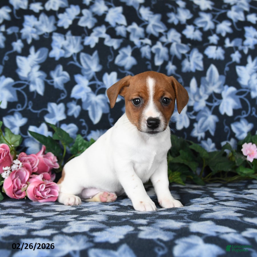 Jack Russell Terrier dogs Amber - Ad 2