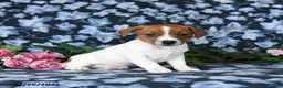 Jack Russell Terrier dogs for sale: Amber - Ad 2