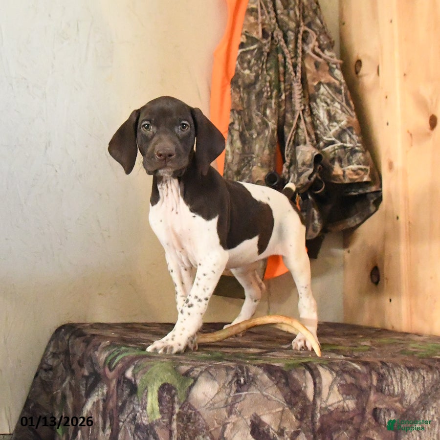 German Shorthaired Pointer dogs Halo - Ad 5