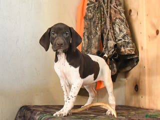 German Shorthaired Pointer dogs Halo - Ad 5