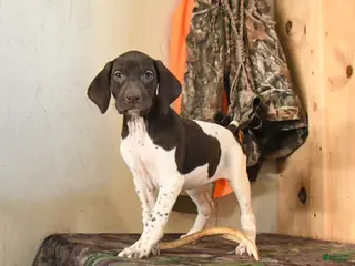 German Shorthaired Pointer dogs Halo - Ad 8