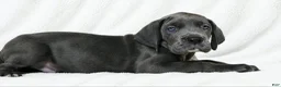 Great Dane dogs for sale: Carver  - Ad 7