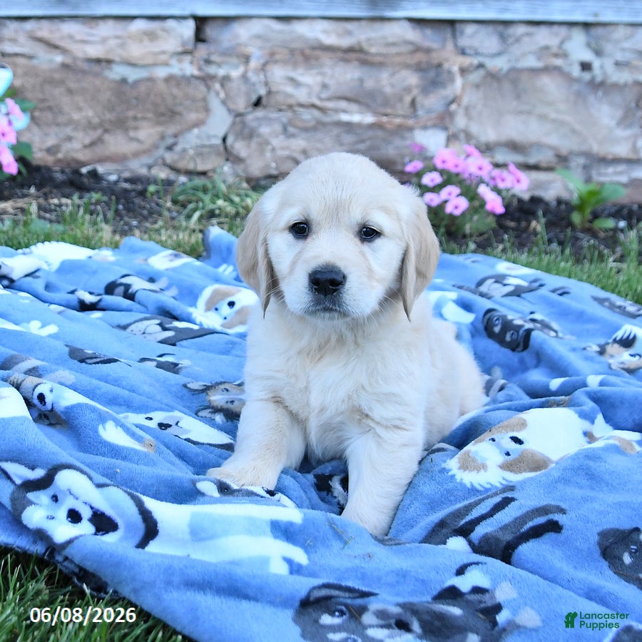 Golden Retriever dogs Blossom - Ad 2