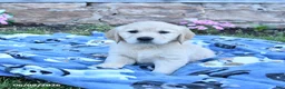 Golden Retriever dogs for sale: Blossom - Ad 2