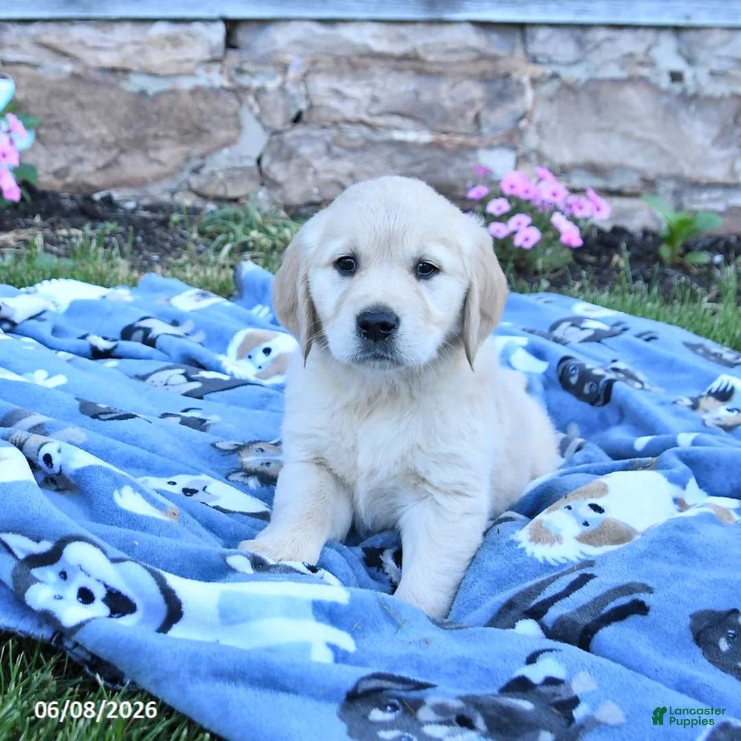 Golden Retriever dogs for sale: Blossom - Ad 2