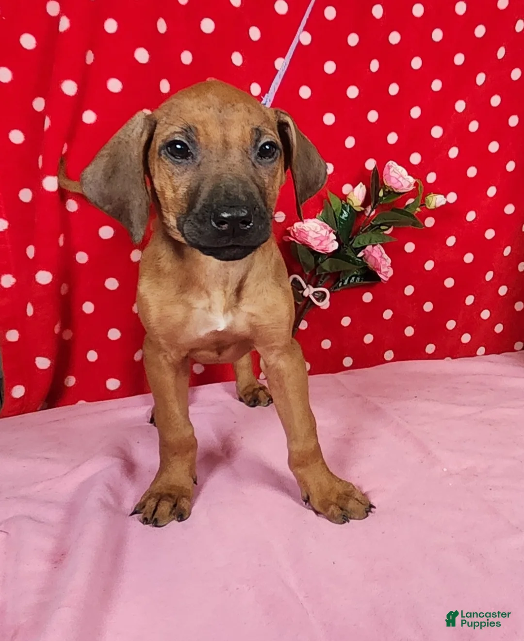 Rhodesian Ridgeback dogs for sale: Zoe - Ad 7