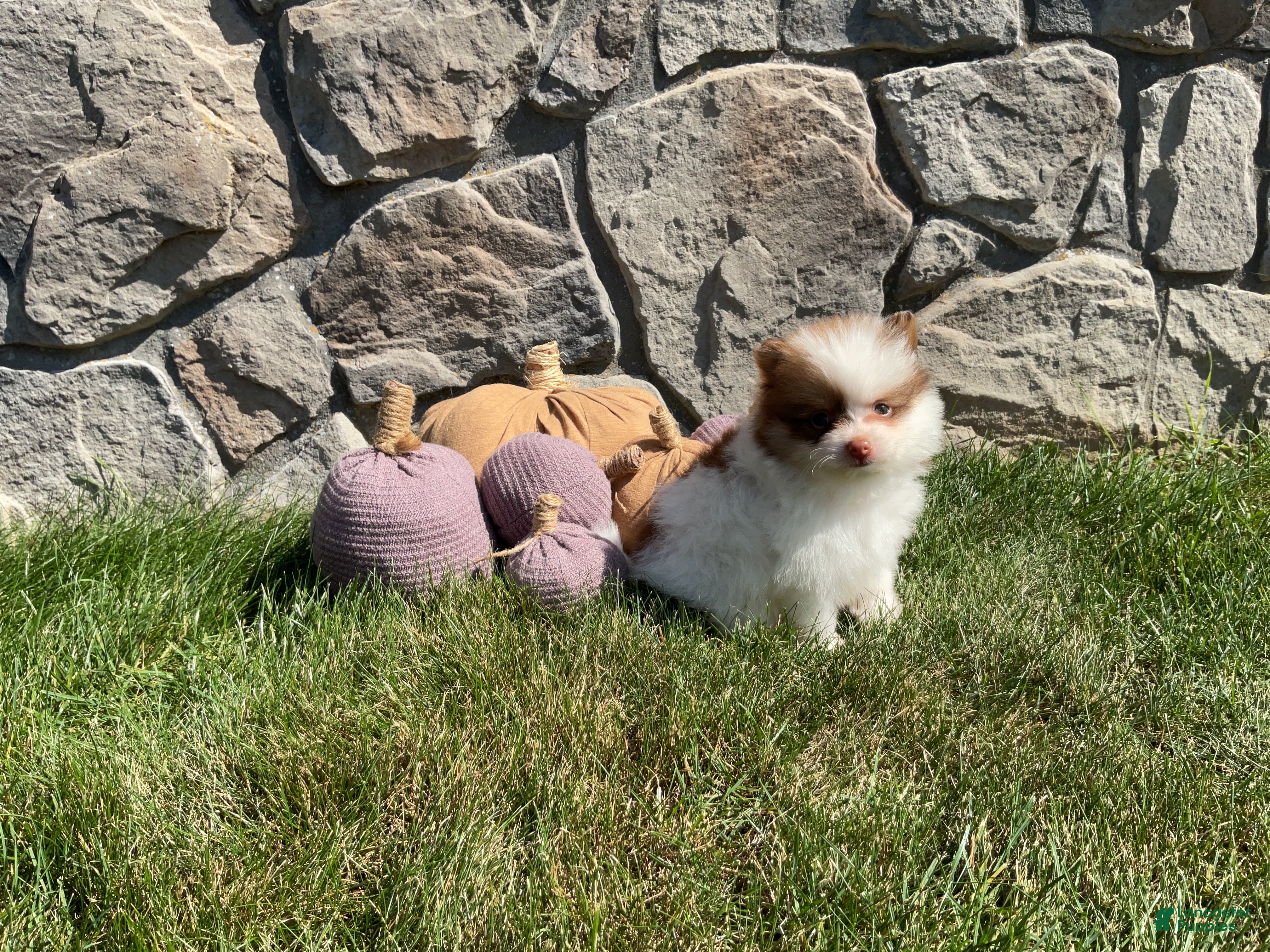 Pomeranian dogs Ryder - Ad 1