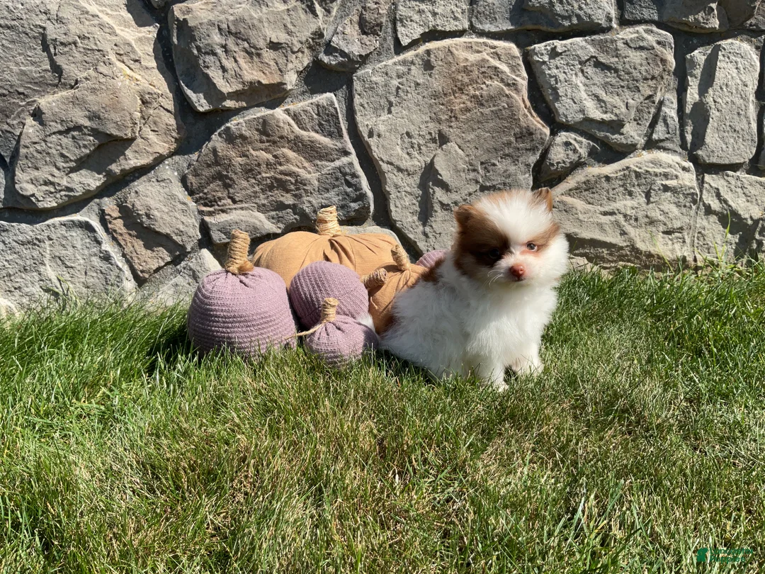 Pomeranian dogs for sale: Ryder - Ad 1