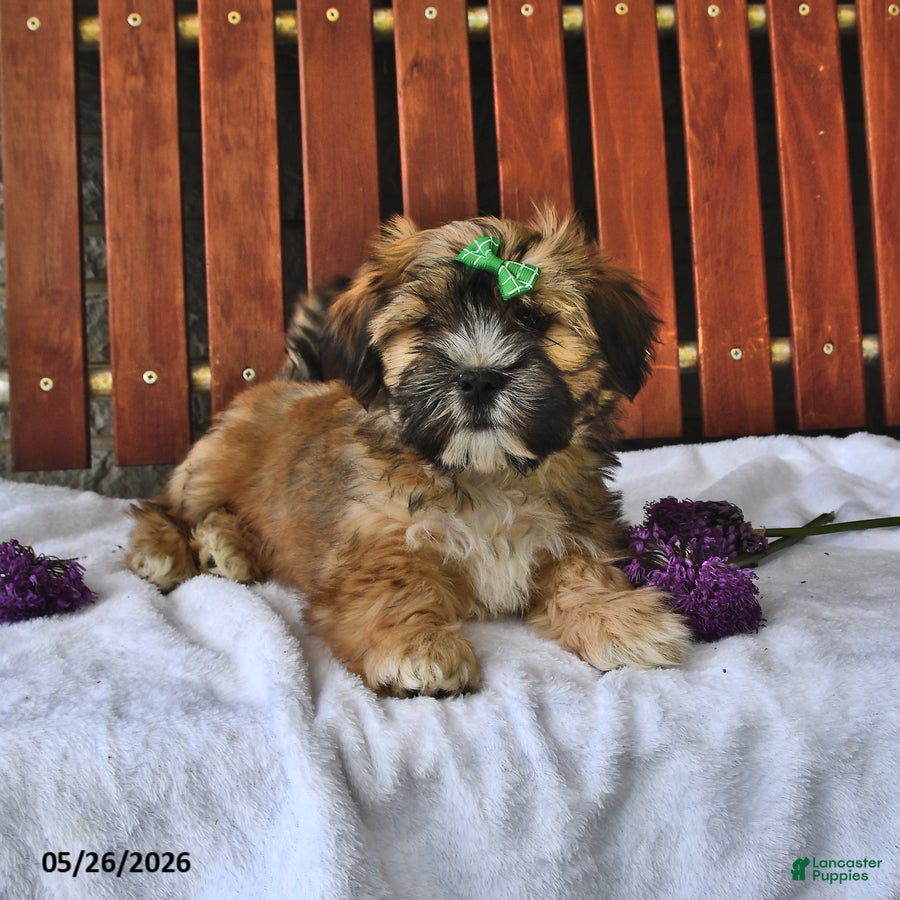 Teddy Bear dogs Alfie - Ad 1
