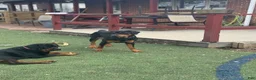 Rottweiler dogs for sale: Nova - Ad 4