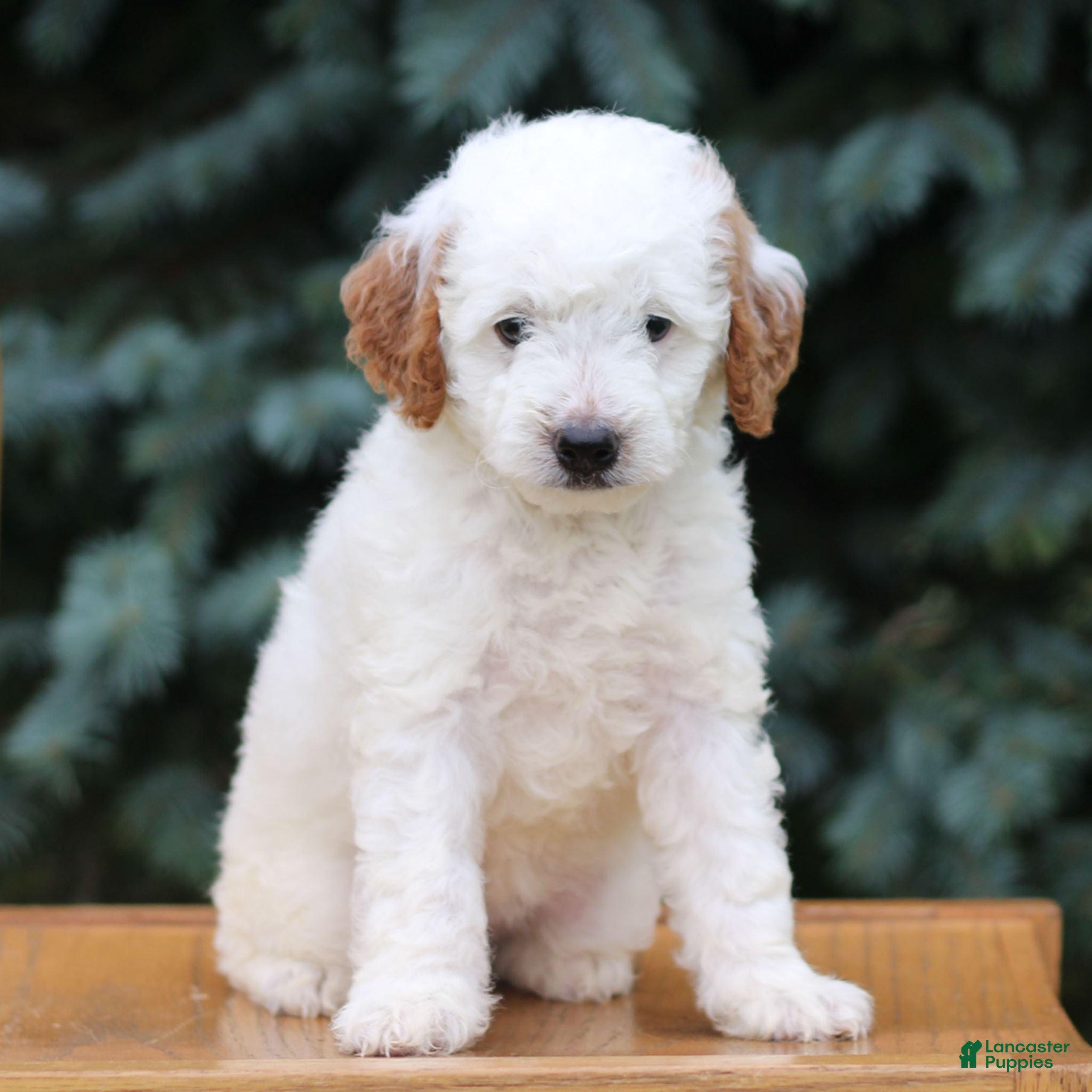 Mini Goldendoodle dogs for sale: Clipso - Ad 3