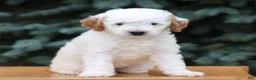 Mini Goldendoodle dogs for sale: Clipso - Ad 1