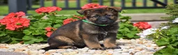 German Shepherd dogs for sale: Emma - Ad 1
