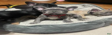 French Bulldog Puppy 3