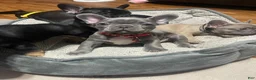 French Bulldog dogs for sale: French Bulldog Puppy 3 - Ad 1