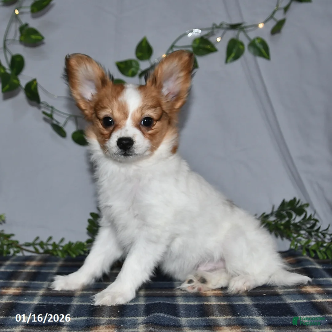 Papillon dogs for sale: Nick  - Ad 12