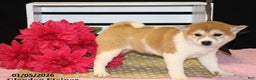Shiba Inu dogs for sale: Harmony - Ad 6