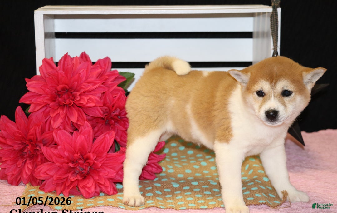 Shiba Inu dogs for sale: Harmony - Ad 6