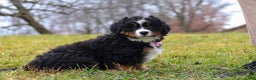 Bernese Mountain Dog dogs for sale: Sadie - Ad 7