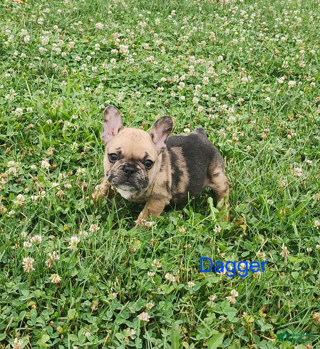 French Bulldog dogs for sale: Dagger - Ad 1