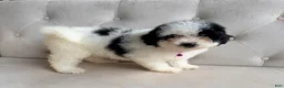 Mini Bernedoodle dogs for sale: Iris- Mini Bernedoodle - Ad 3