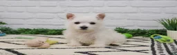 West Highland Terrier dogs for sale: Oscar  - Ad 5