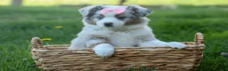Australian Shepherd dogs for sale: MIA - Ad 3
