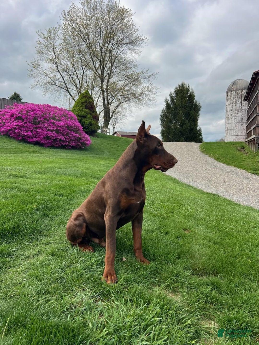 Doberman Pinscher dogs for sale: Wyatt - Ad 11