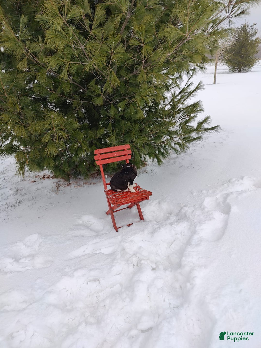 Siberian Husky dogs for sale: Prince Caspian - Ad 8