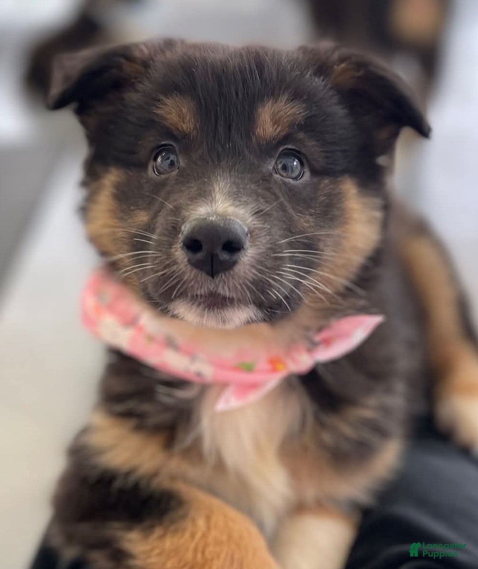 Australian Shepherd dogs Diva - Ad 42