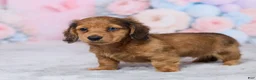 Miniature Dachshund dogs for sale: Sally - Ad 5