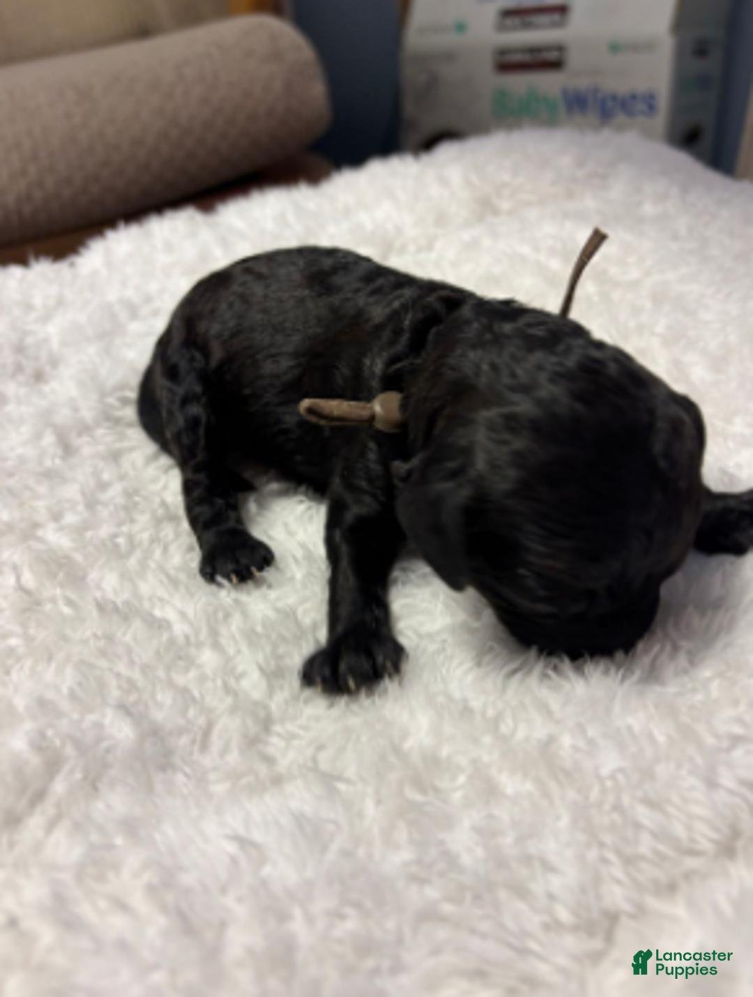 Cavapoo dogs for sale: Noelle - Ad 3