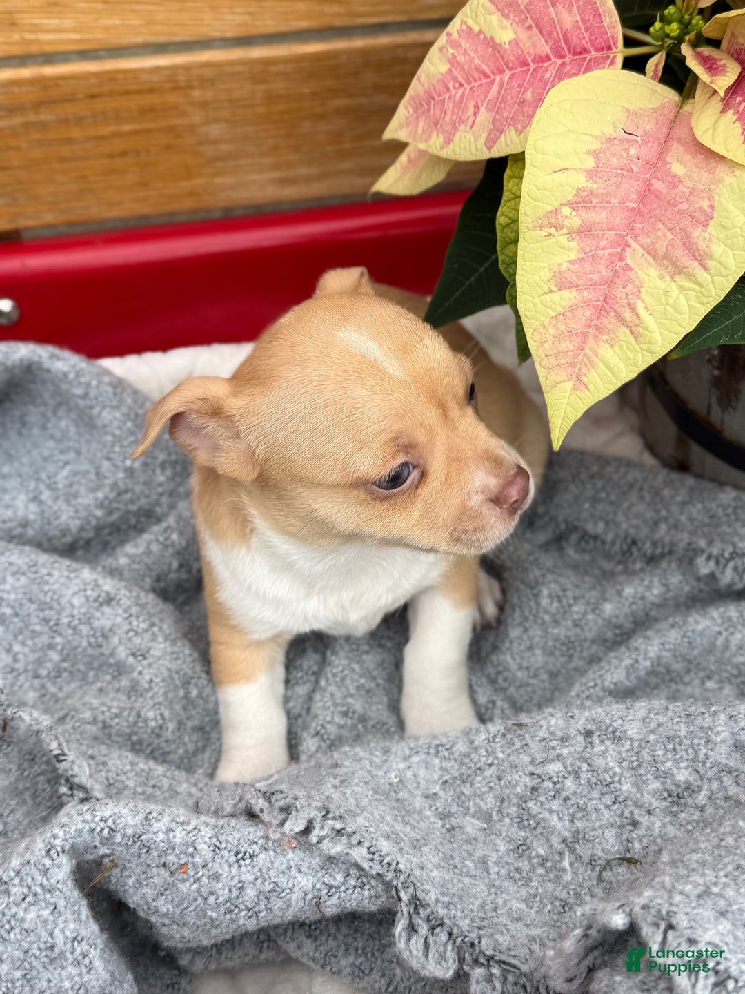 Chihuahua dogs for sale: Cookie - Ad 8