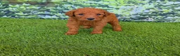 Goldendoodle dogs for sale: Nala - Ad 4